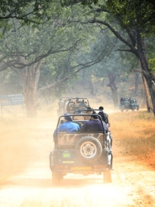 The Best Jungle Safaris for Your Adventurous Self