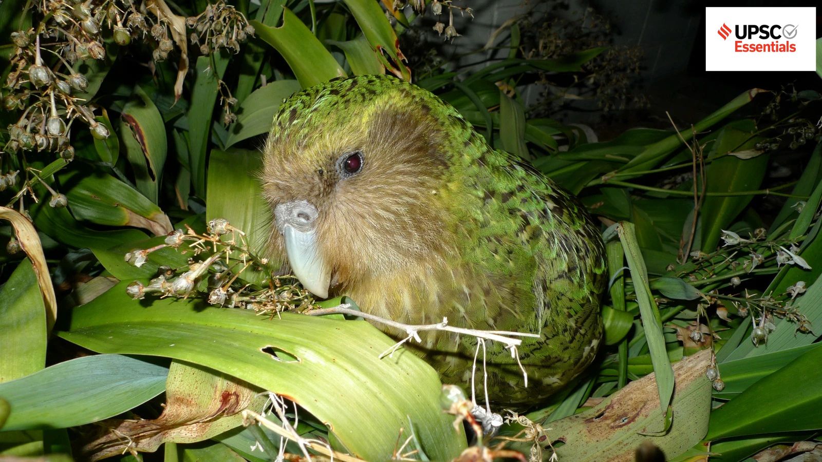 UPSC Essentials | Daily subject-wise quiz : Environment and Geography MCQs on kakapo, Nor’wester and more (Week 154)