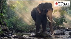 kerala elephant deaths NGT