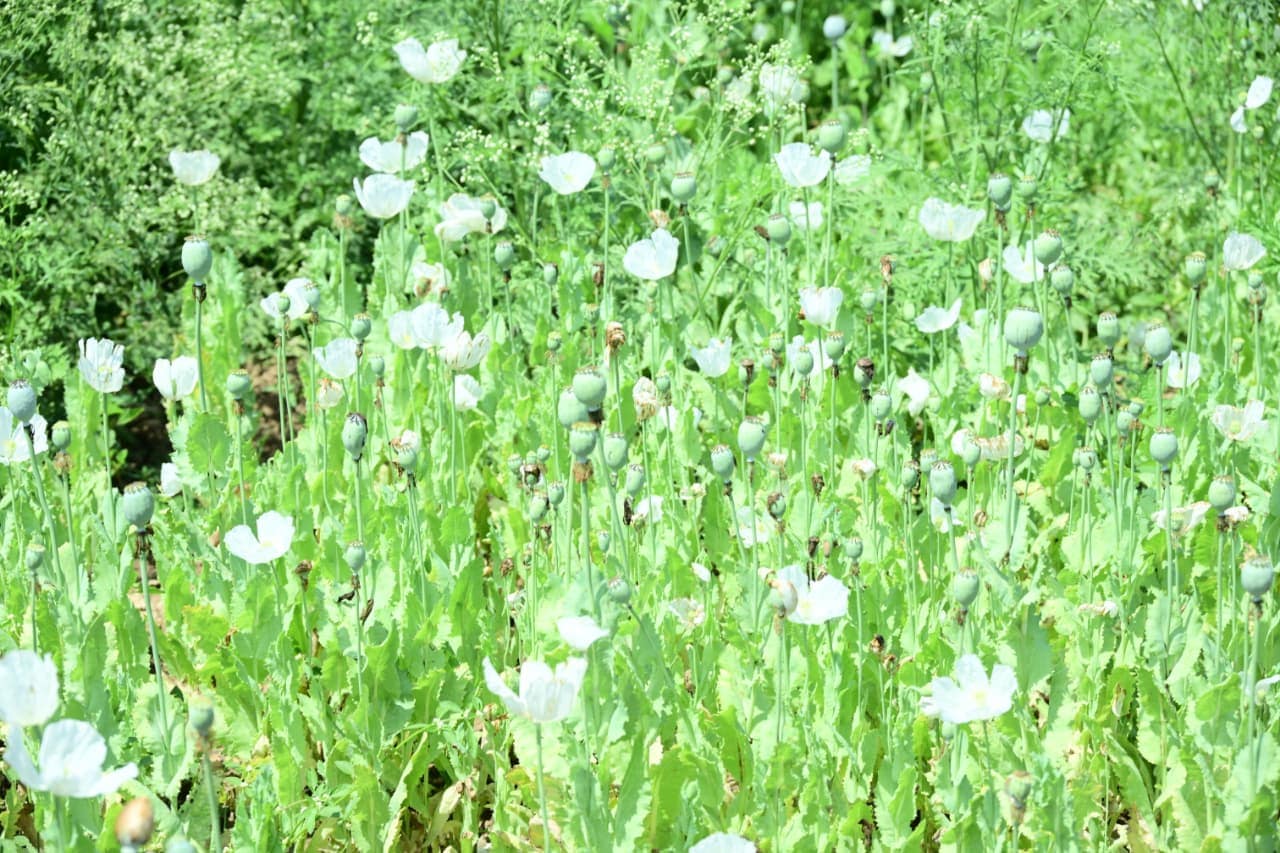 Rs 8 crore opium plantation leads to arrest, suspension of Chhattisgarh BJP leader