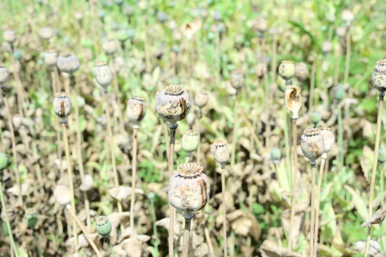 Rs 8 crore opium plantation leads to arrest, suspension of Chhattisgarh BJP leader