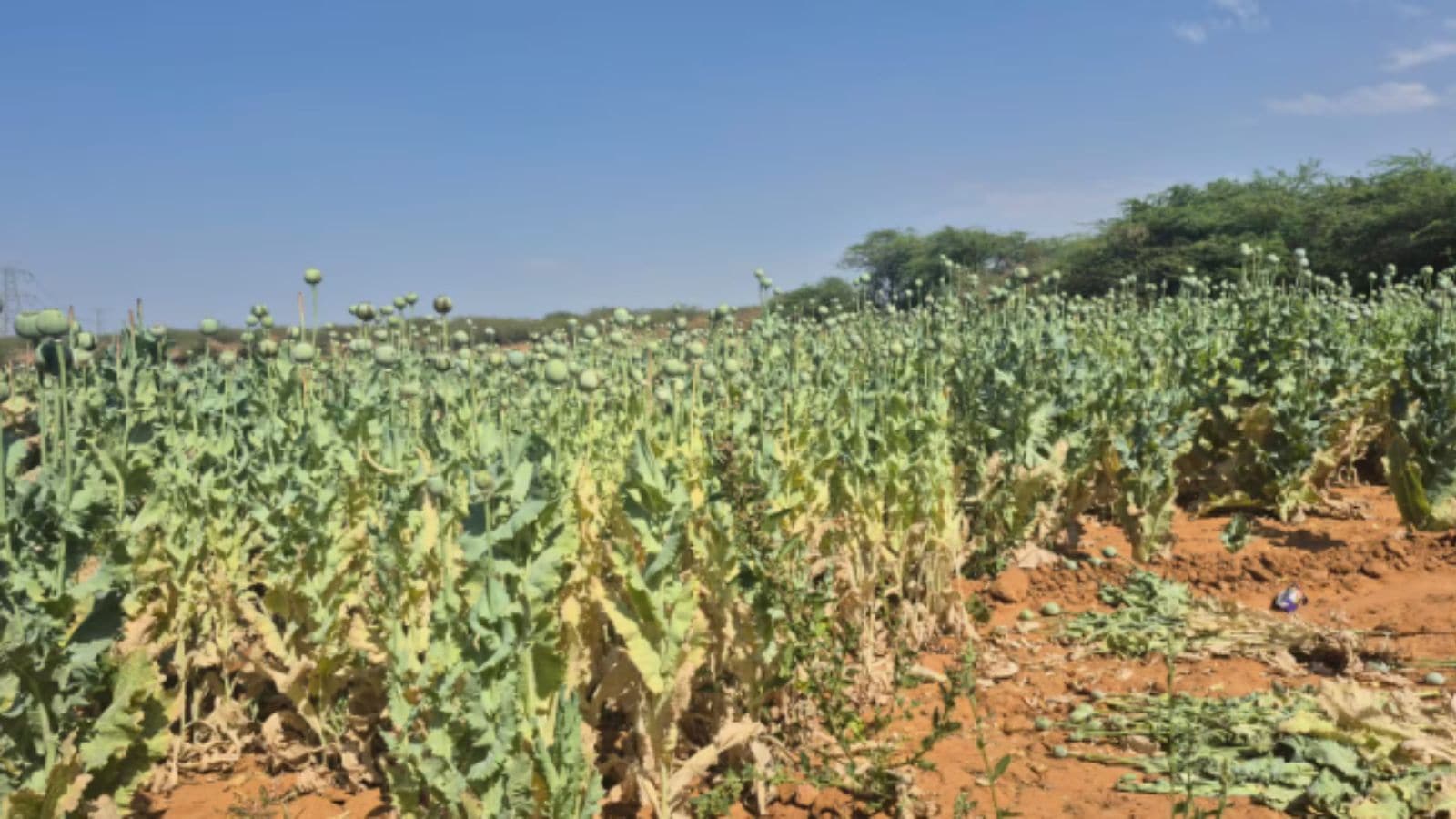 BJP leader arrested for growing opium