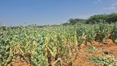 BJP leader arrested for growing opium