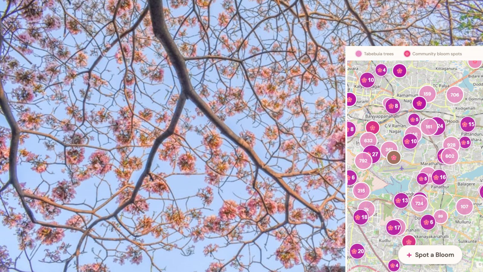Pink is new green: How Bengaluru techie devised ‘cherry blossom’ style tree tracker to locate rosy trumpet trees in city