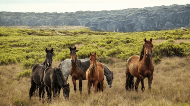 animals