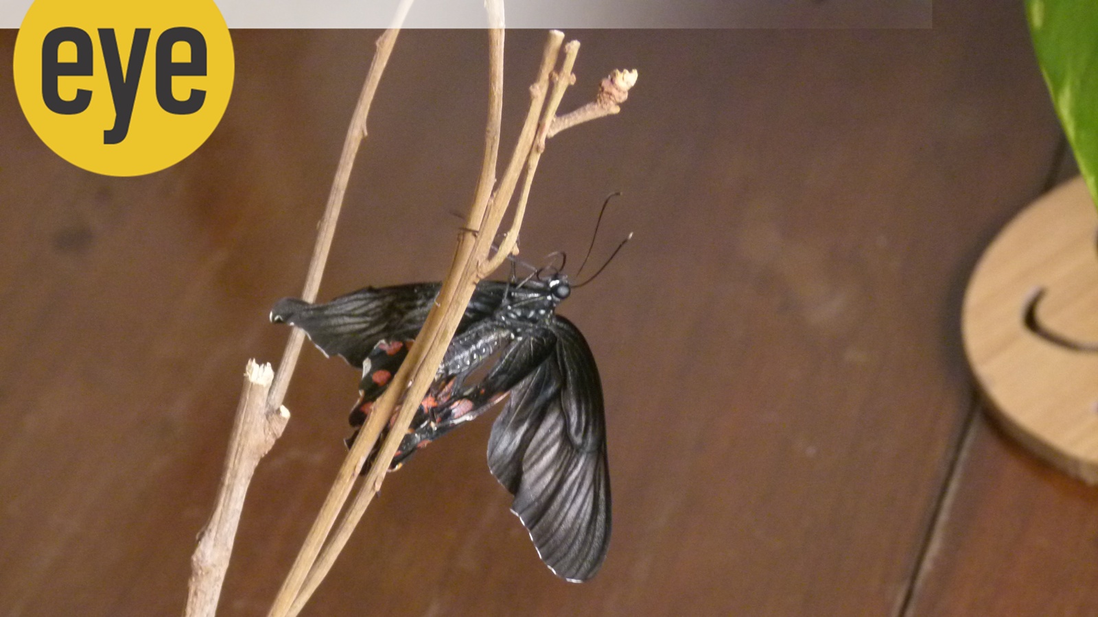 Why the butterfly couldn’t fly