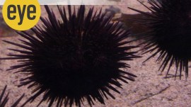 Sea urchins, aka sea hedgehogs are spiny globular creatures, found in oceans all over the world