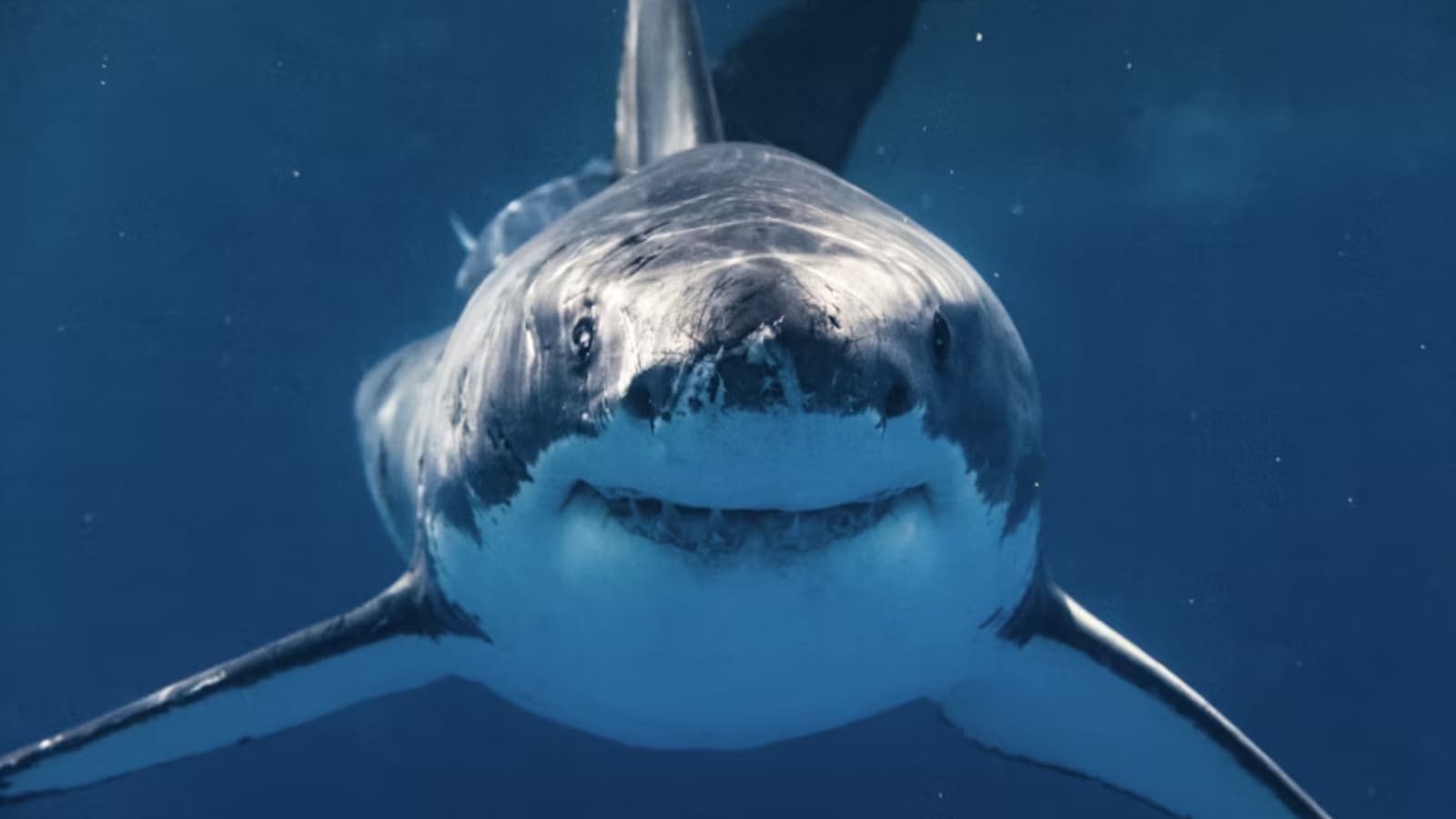 The Brutal Truth Behind Australia Fatal Shark Attack Surge