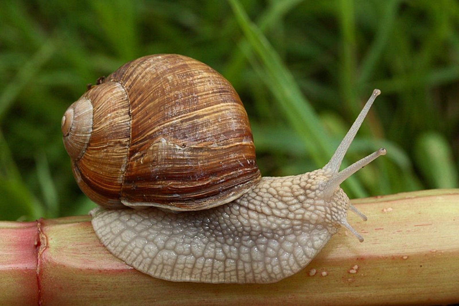snail