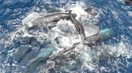sperm whale birth footage