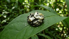Latest News on Spider: Get Spider News Updates along with Photos ...