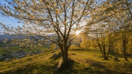 spring