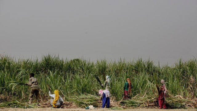 sugarcane field