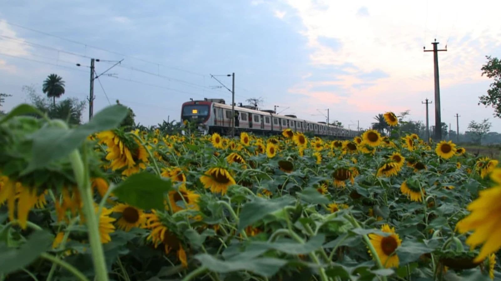 indianexpress.com - Shubham Kurale - Vibe to Van Gogh: Why Pune's young buyers are choosing sunflowers over roses