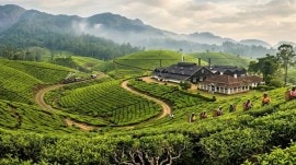 tea estate