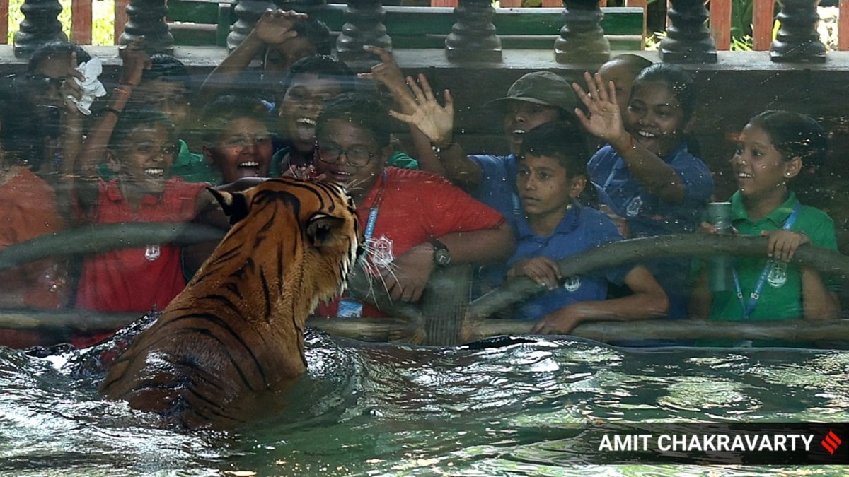 tiger beats heat