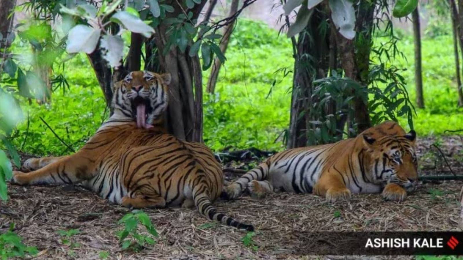 Wary of rising tiger numbers, Karnataka to study Bandipur reserve’s carrying capacity