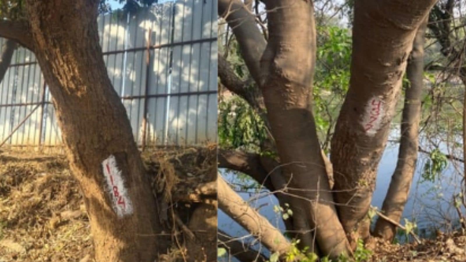 689 Trees vs. Concrete: Pune Residents Fight to Save Century