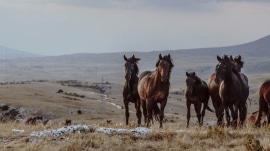 animals