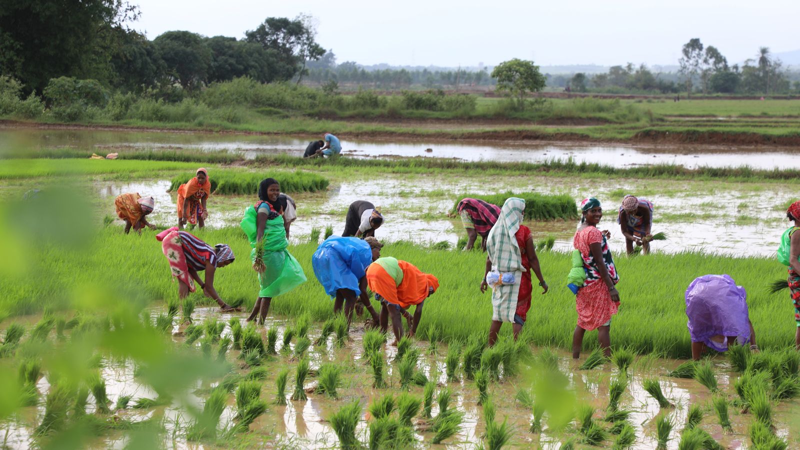 Keeping seeds, feeding families: The quiet labour of women farmers
