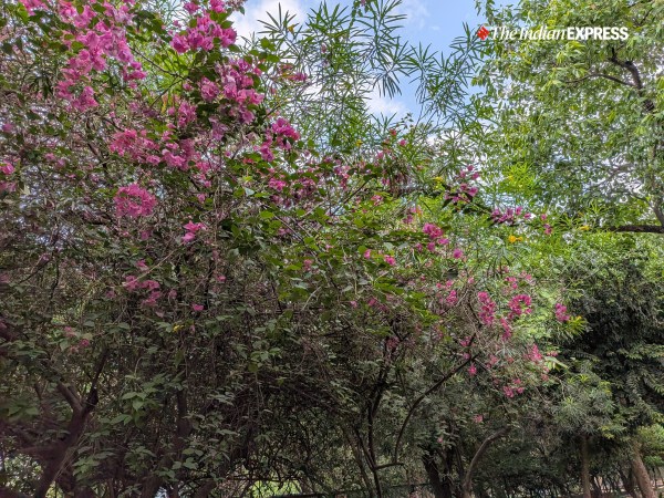 गूगल पिक्सल 10ए