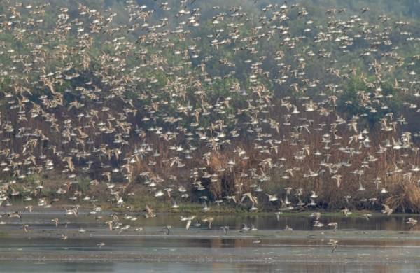  Grey-headed swampen - birds spotted at IIT Bombay campus