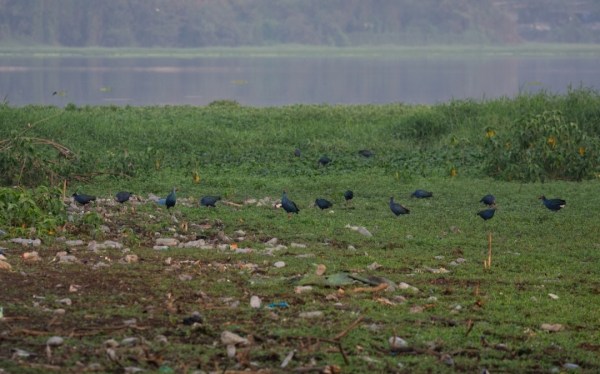 Little Stint - birds spotted at Bhandup Pumping Station salt flats.  (Express Photo/ The Great Backyard Bird Count)