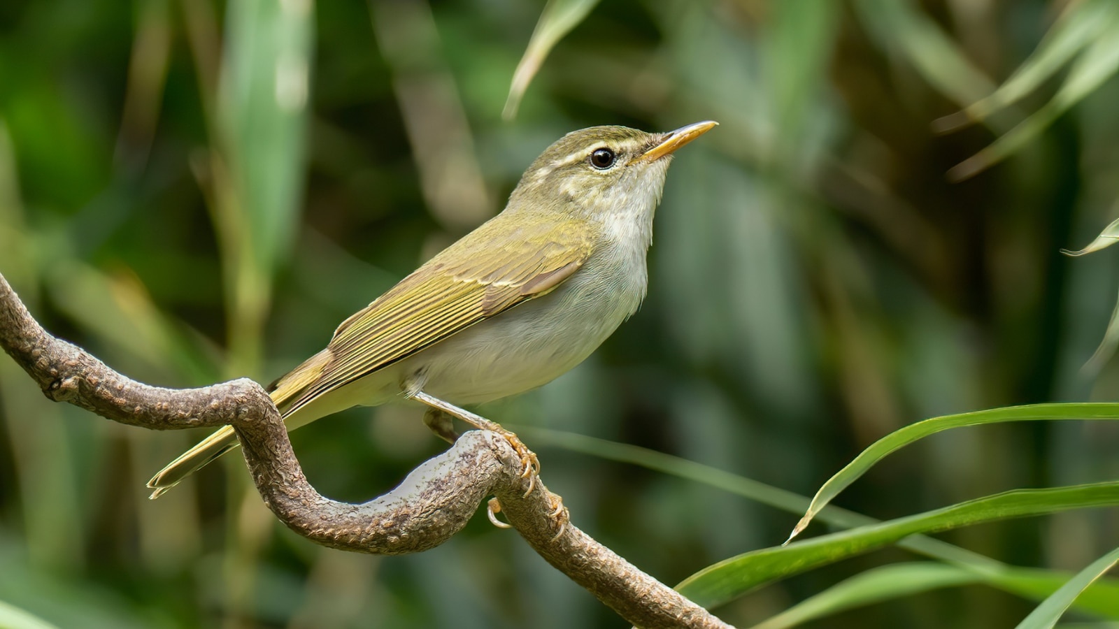 Meet the new bird species discovered in Japan after 45 years