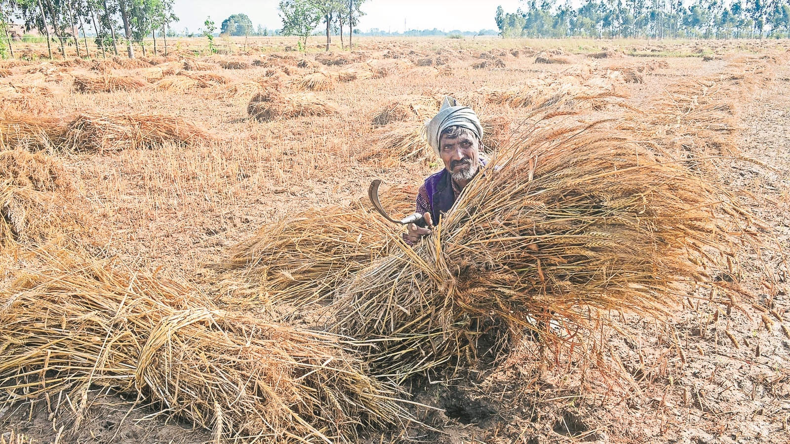 Yogi orders immediate compensation to farmers for damage to rabi crops hit by rain, hailstorm