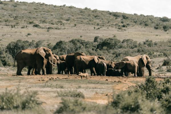 Addo Elephant National Park safari