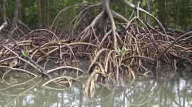 Amazon rainforest
