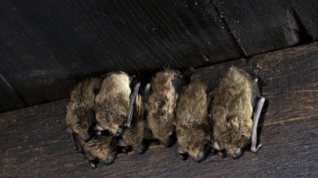 bats