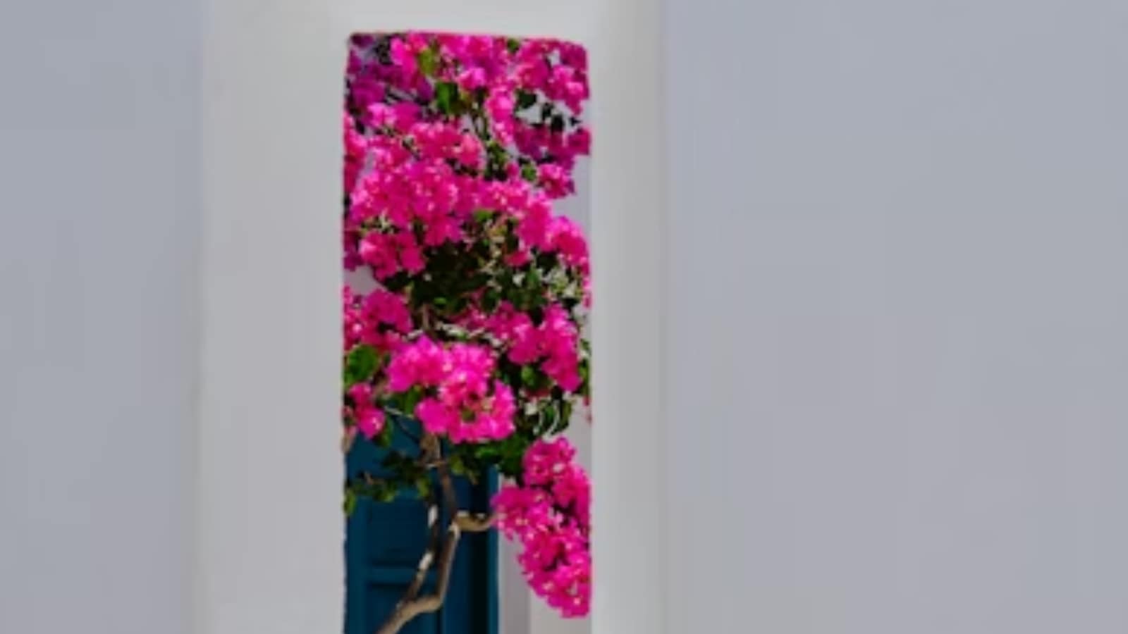 Bougainvillea: The fascinating history behind India’s favourite climber