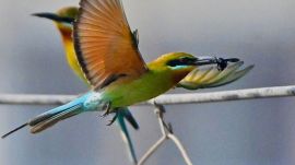 Mumbai Black dumped flameback - bird spotted at IIT Bombay campus. (Express Photo)
