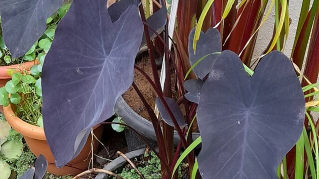 plants