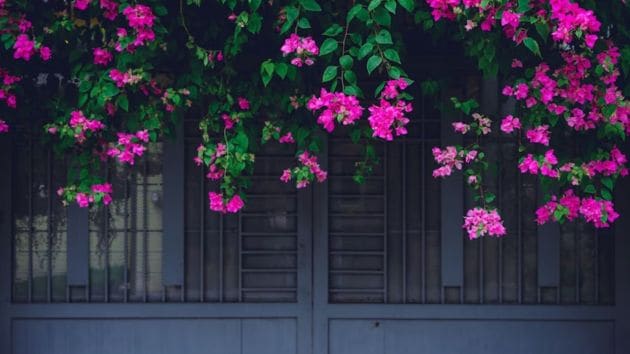 plants