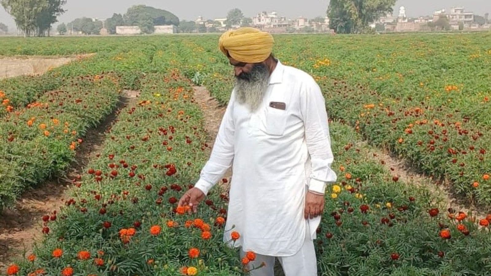 NETS OVER 50% PROFIT:  Small farmer from Tarn Taran builds ₹1-Cr flower farming model
