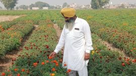 farmer Jarnail Singh in his flower fields
