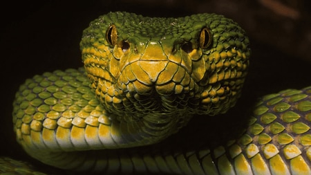 snake