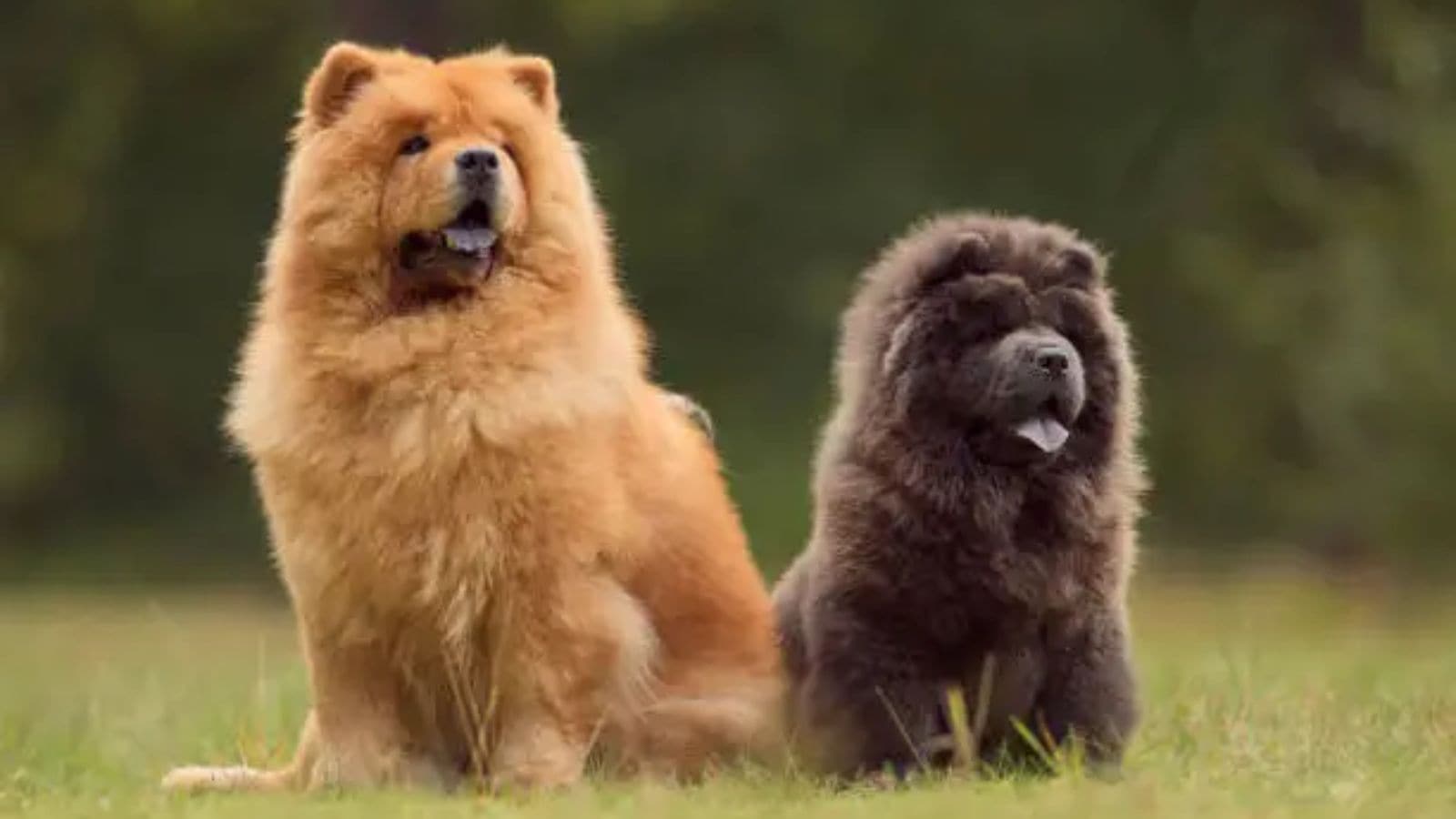 animals
