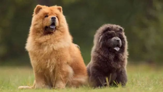 animals