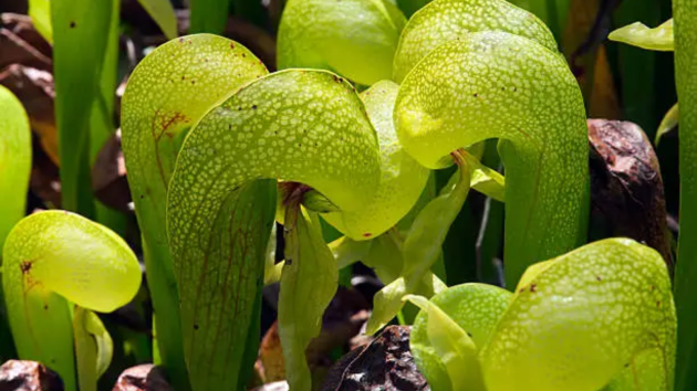 plants