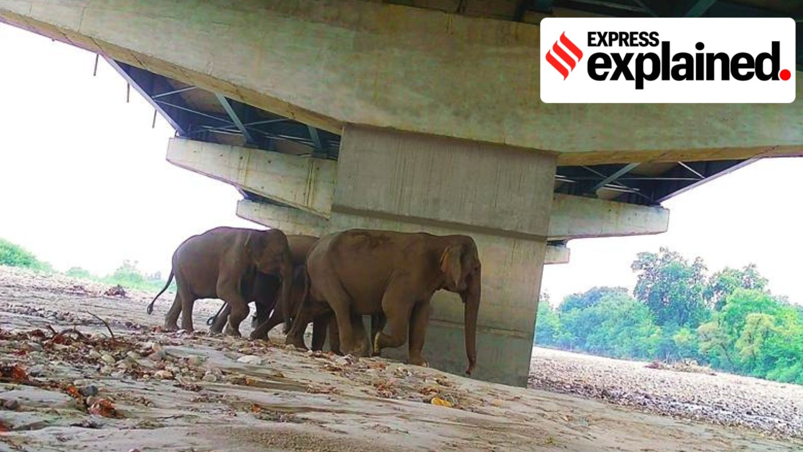 As Delhi-Dehradun Expressway opens today, what to know about its 11 km wildlife corridor