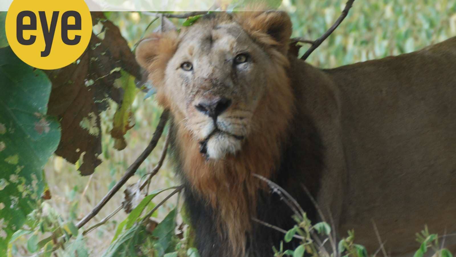 India’s ‘Mayday Conservation’: Why we wait until wildlife is on the brink to act