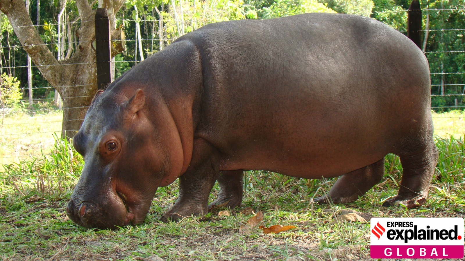Vantara wants Escobar’s hippos- how the drug lord’s animals caught Anant Ambani’s attention