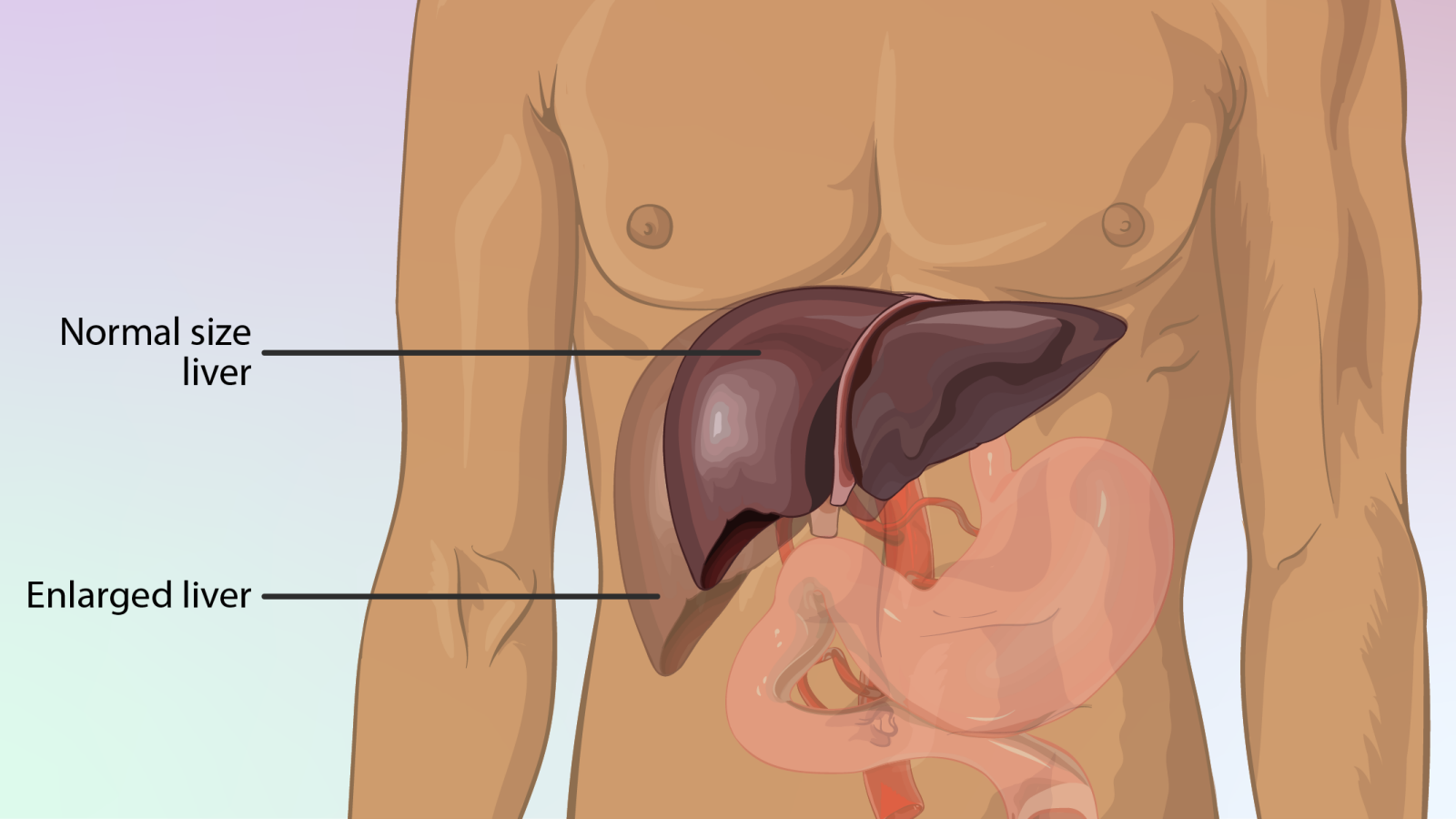 The midnight myth: Why waking up between 1 AM and 3 AM doesn’t mean your liver is failing