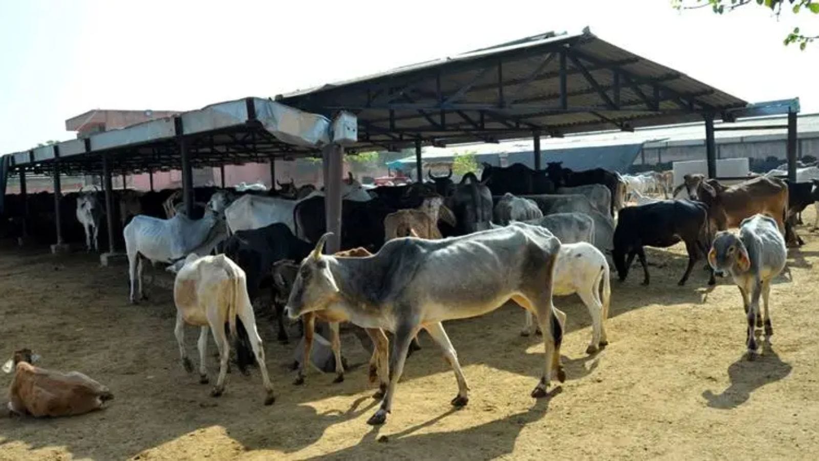 UP govt mandates misting systems, coolers in cow shelters amid heatwave
