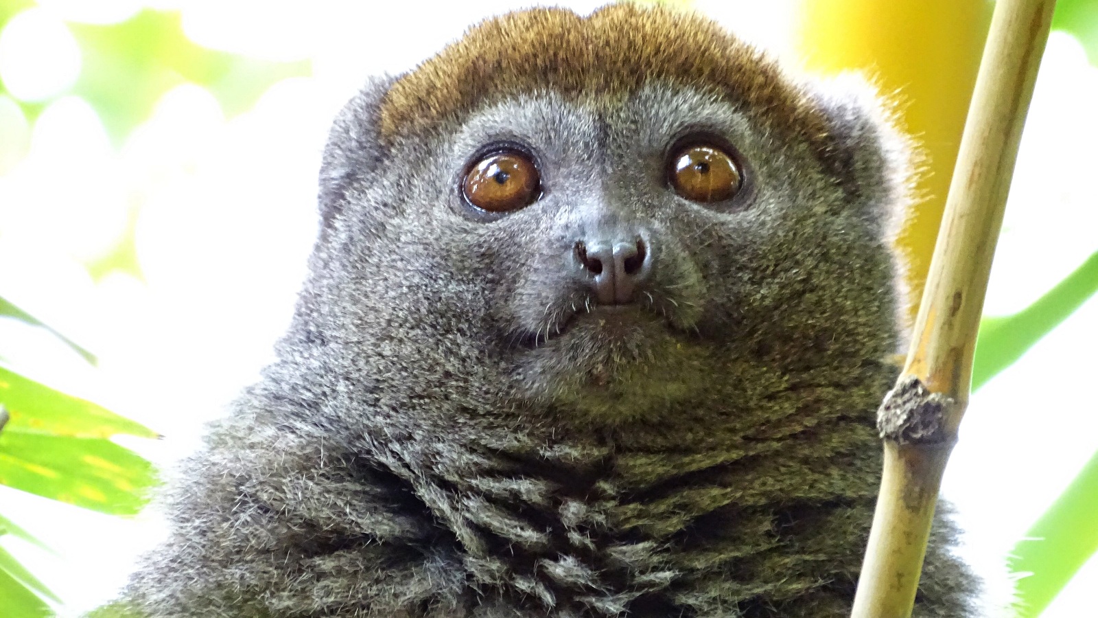 Meet the ‘gentle’ lemur with a dangerous taste for bamboo