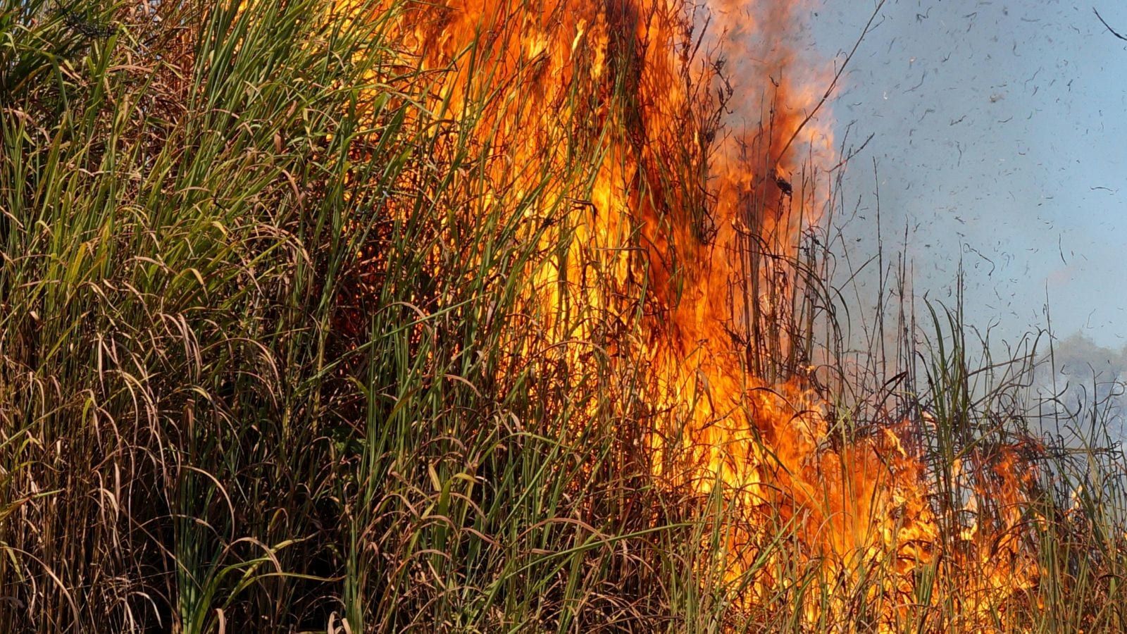 Sparks or sabotage? 15 acres of maize lost in Telangana fire; farmers blame power lines, officials suspect foul play