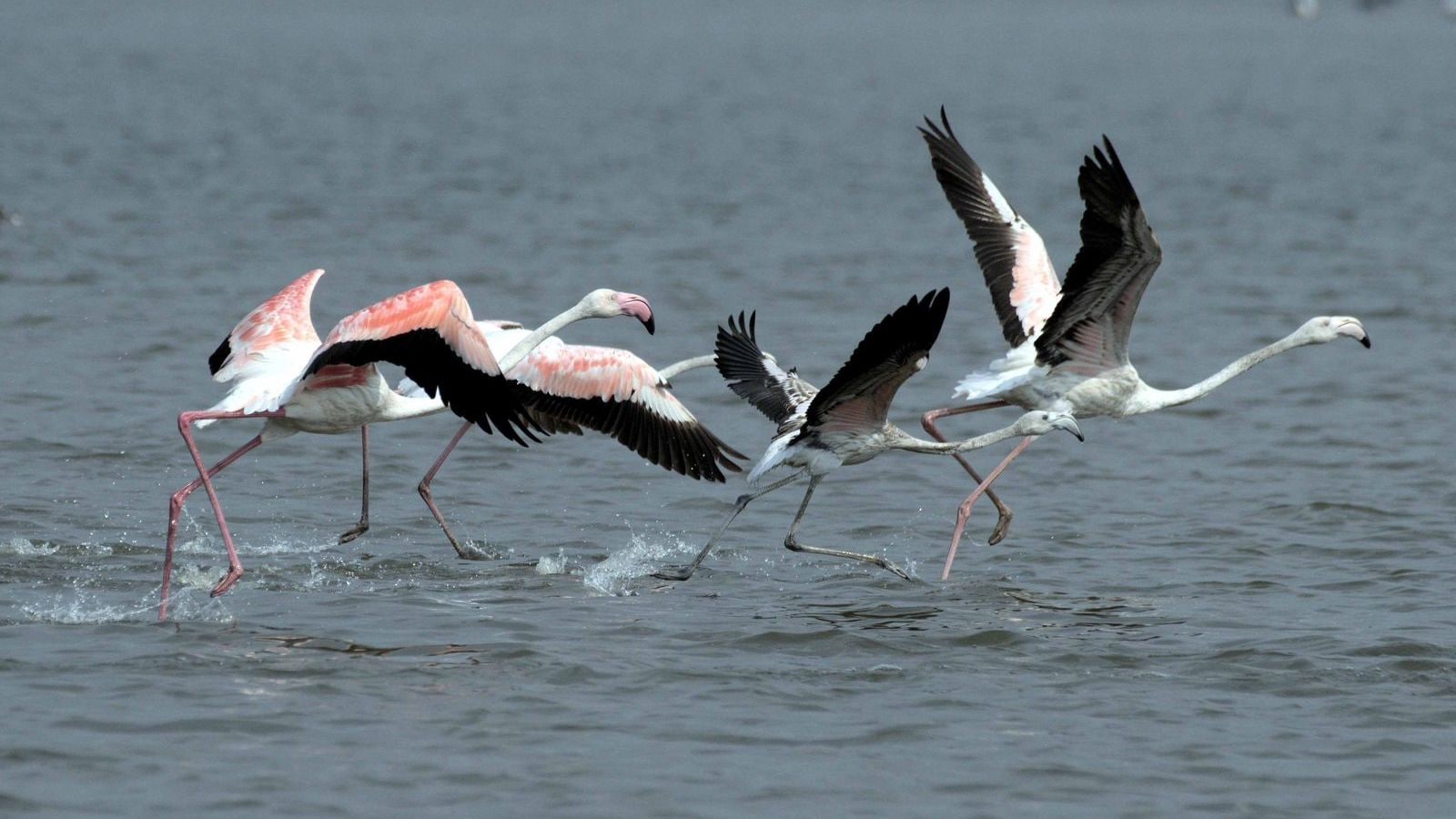 How a wet monsoon dried up Bhigwan’s skies of flamingos
